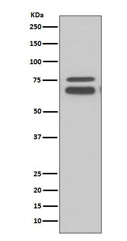 FMRP Rabbit mAb