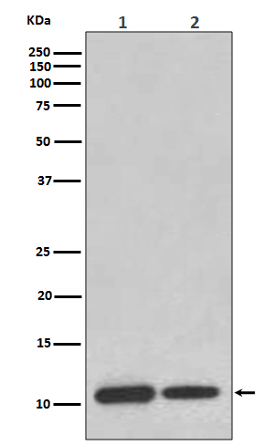 MIF Rabbit mAb