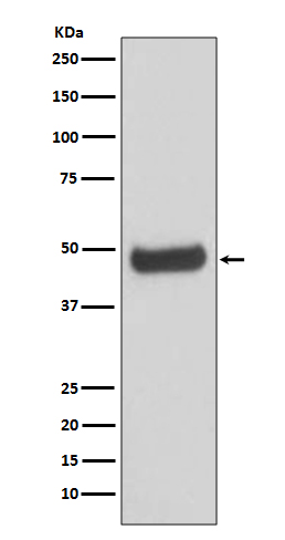 PKA 2 beta Rabbit mAb