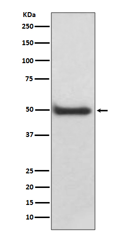 CaMKII delta Rabbit mAb