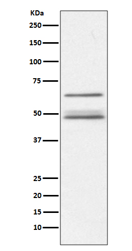 IKK gamma Rabbit mAb