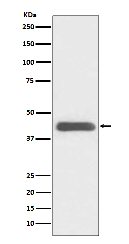 GATA1 Rabbit mAb