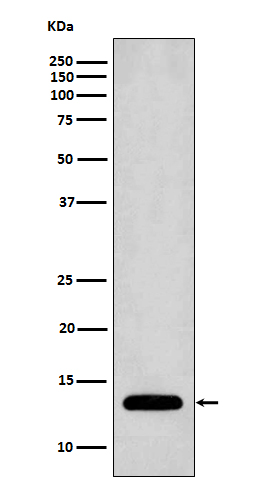 Profilin1 Rabbit mAb