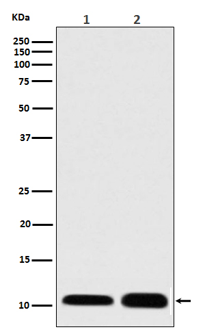 S100 Rabbit mAb