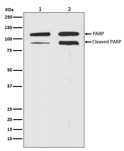 PARP Rabbit mAb