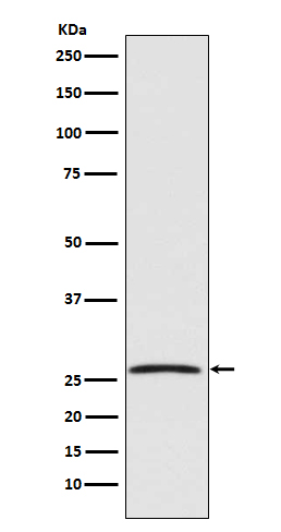 GDNF Rabbit mAb