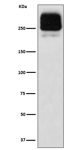 MRP2 Rabbit mAb