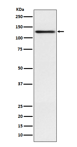 Involucrin Rabbit mAb