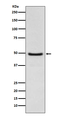 LXR alpha Rabbit mAb