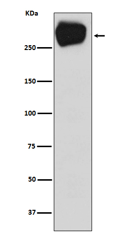 MRP1 Rabbit mAb