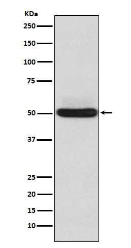 alpha Sarcoglycan Rabbit mAb