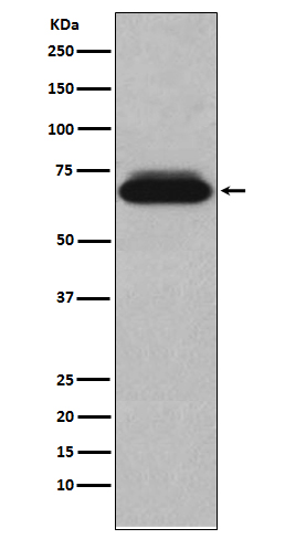 NUR77 Rabbit mAb