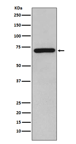 RelB Rabbit mAb