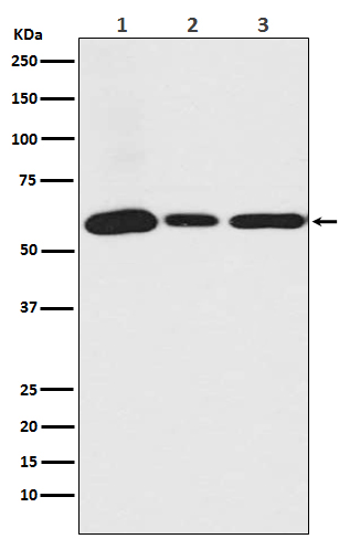 USP14 Rabbit mAb