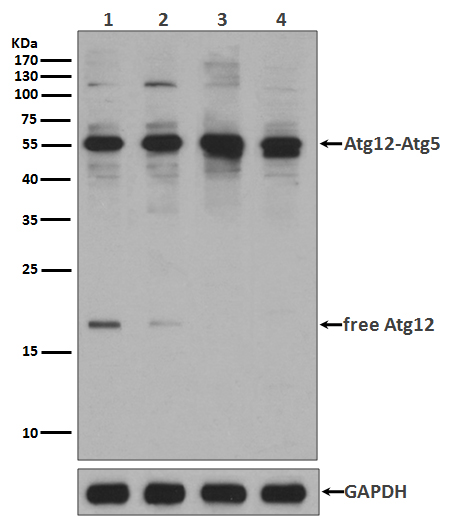 Apg12(Atg12) Rabbit mAb