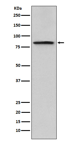 Periostin Rabbit mAb