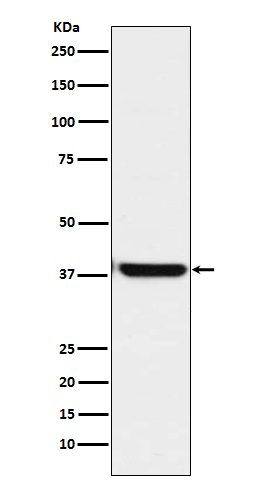 OGG1 Rabbit mAb