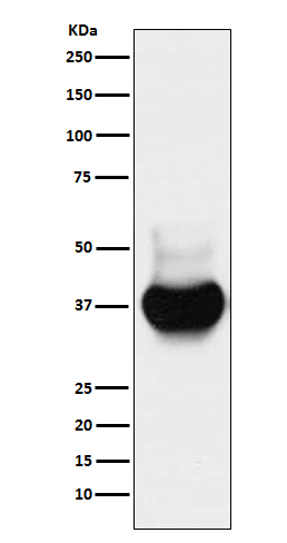 BST2 Rabbit mAb