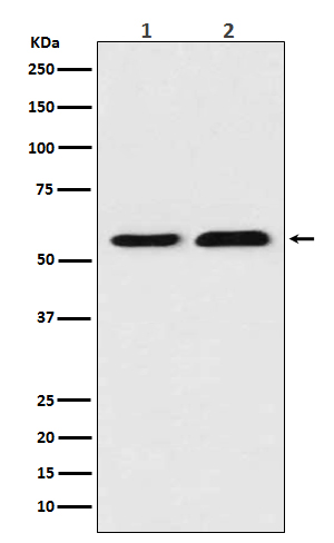 TXNRD1 Rabbit mAb