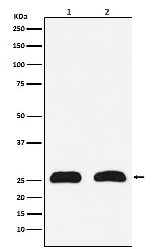 HMGB2 Rabbit mAb