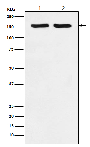 ROCK2 Rabbit mAb