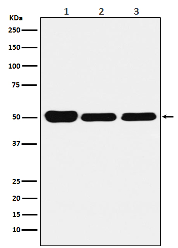 GLUR Rabbit mAb