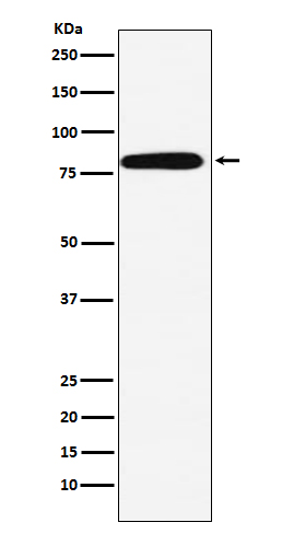 Calpain 2 Rabbit mAb