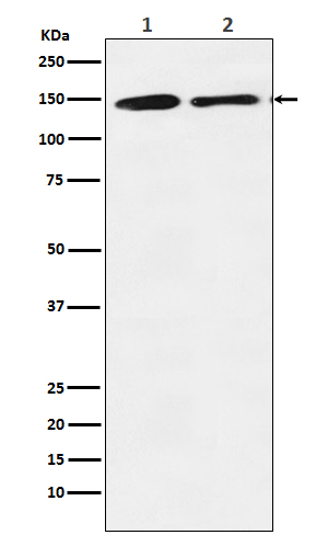 mSin3A Rabbit mAb