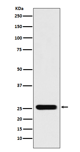 Peroxiredoxin 3 Rabbit mAb