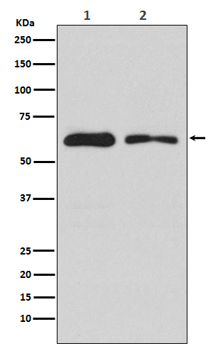 DOPA Decarboxylase Rabbit mAb