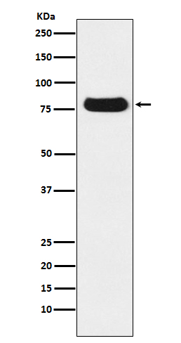 Nuclear Matrix Protein p84 Rabbit mAb