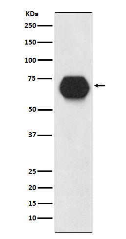 CD55 Rabbit mAb