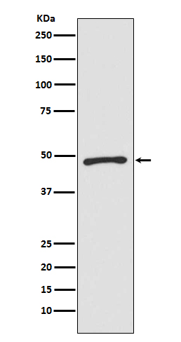 Zic1 Rabbit mAb