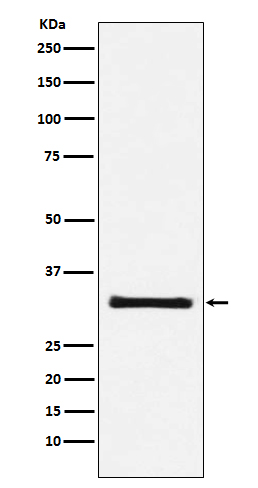 GC1q R Rabbit mAb