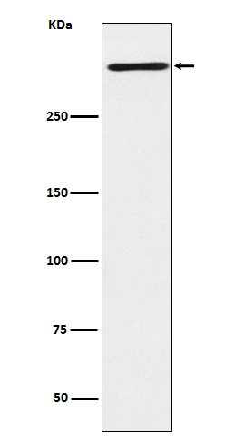 Reelin Rabbit mAb