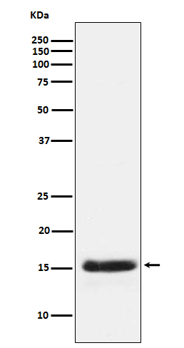 PLGF Rabbit mAb