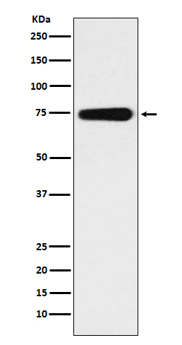 BMAL1 Rabbit mAb