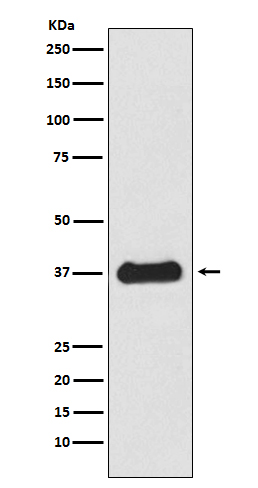 Follistatin Rabbit mAb