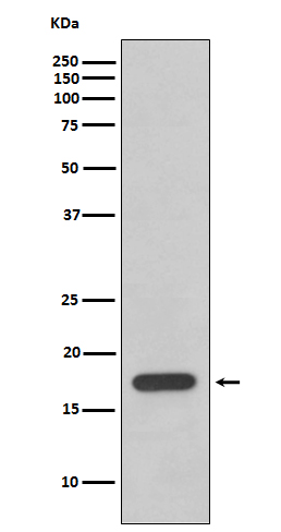 Cyclophilin F Rabbit mAb