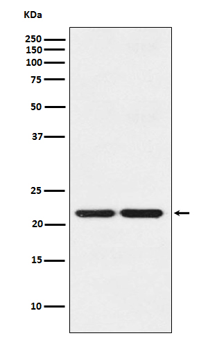 HP1 gamma Rabbit mAb