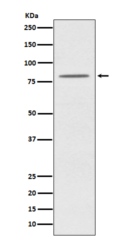 OPA1 Rabbit mAb