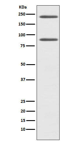 C4 Rabbit mAb