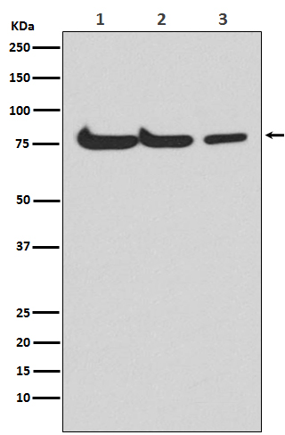 Atg7(Apg7) Rabbit mAb