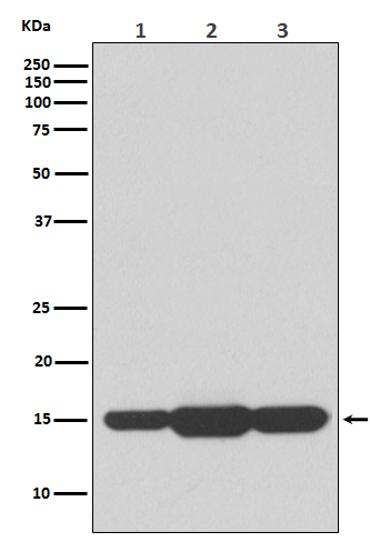 GABARAPL2 Rabbit mAb