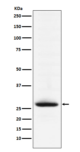 Myelin oligodendrocyte glycoprotein Rabbit mAb