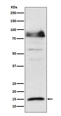 ISG15 Rabbit mAb