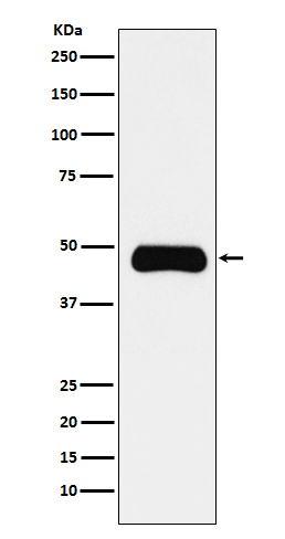 ETS1 Rabbit mAb