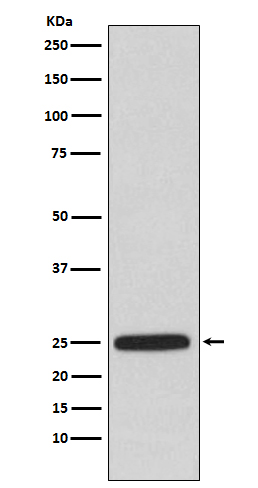 HPRT Rabbit mAb