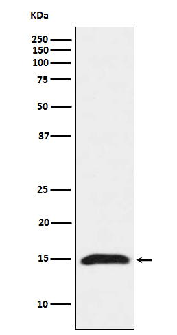 Fragilis Rabbit mAb