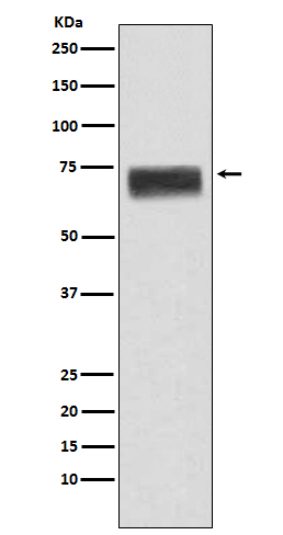 Hemopexin Rabbit mAb